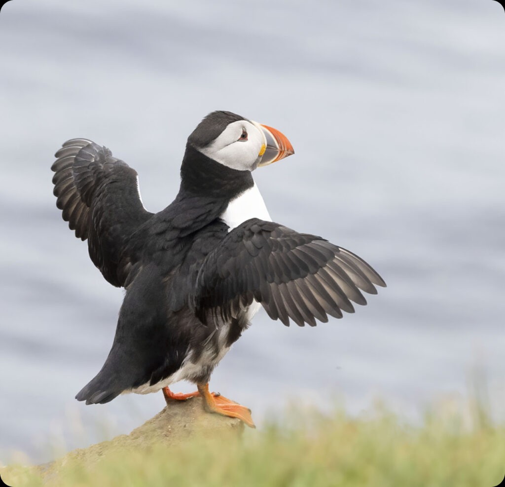 Atlantic puffin with wings spread